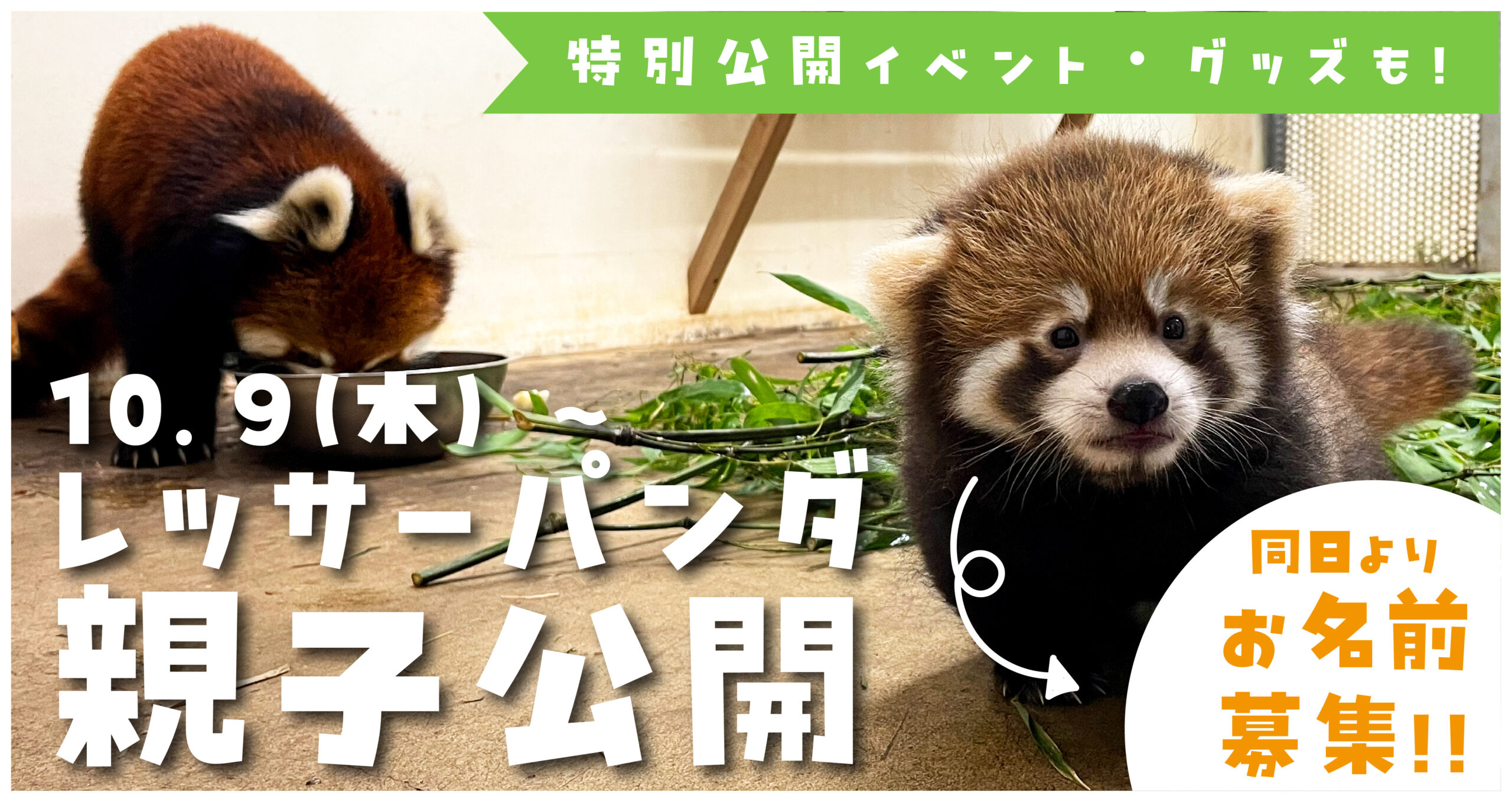 レッサーパンダの赤ちゃん公開