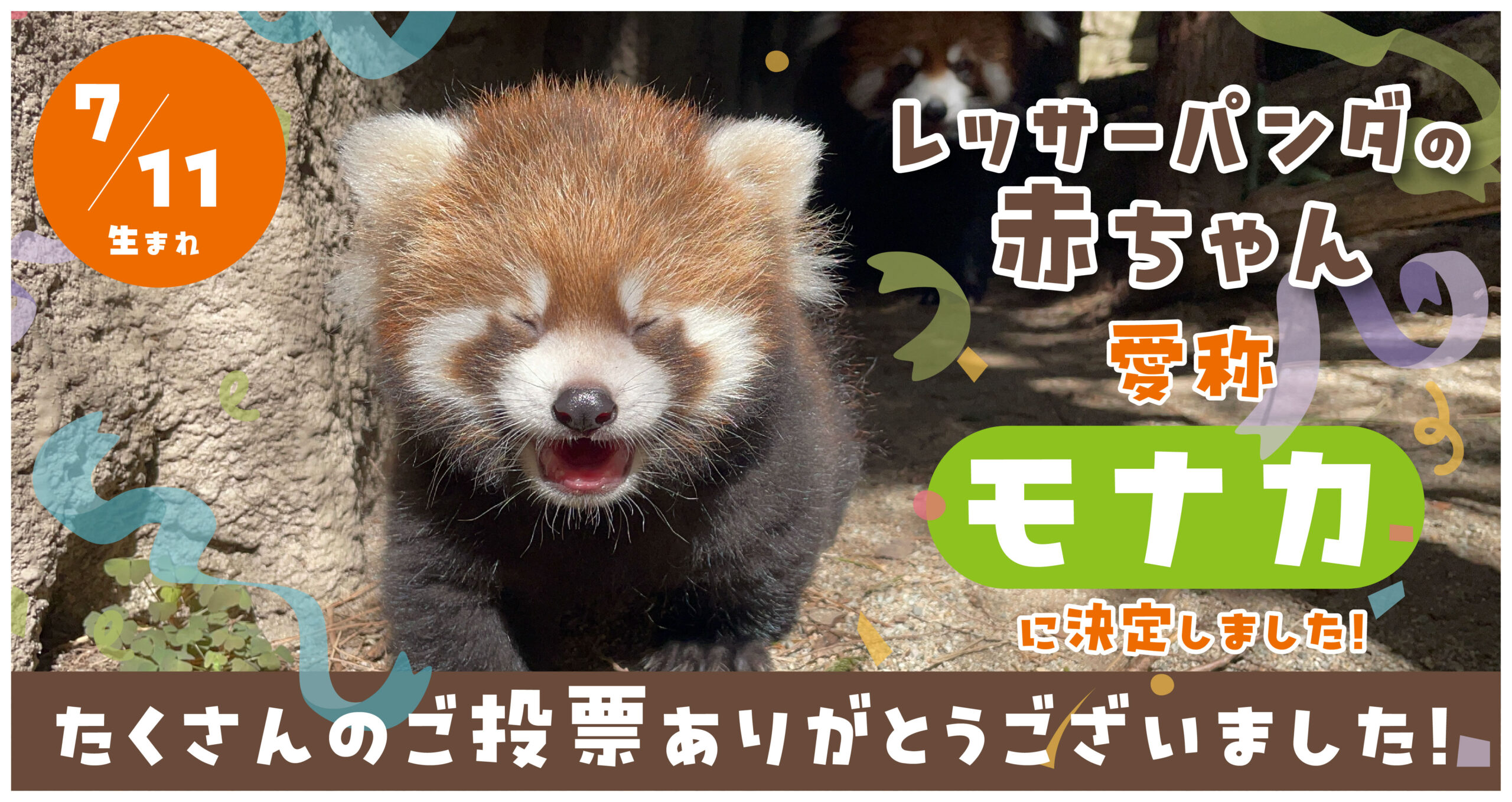 レッサーパンダ名前決定