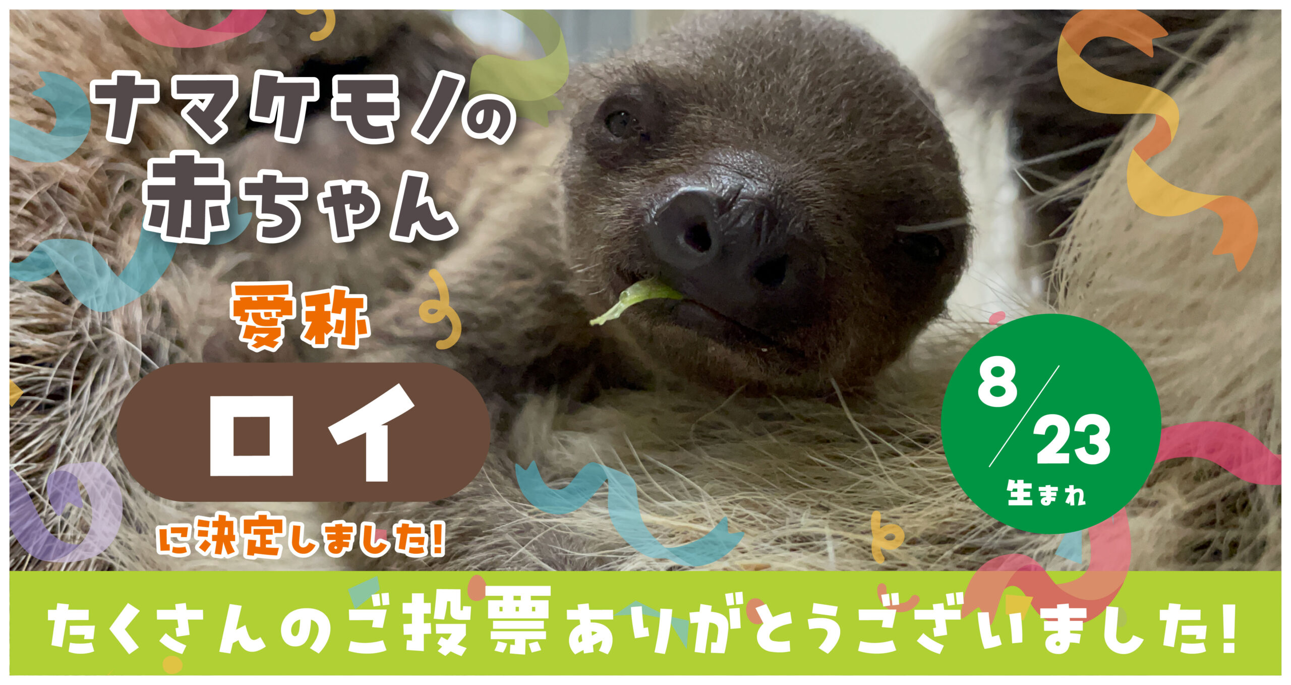 ナマケモノ名前決定